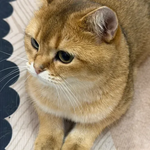 碎碎念的头像