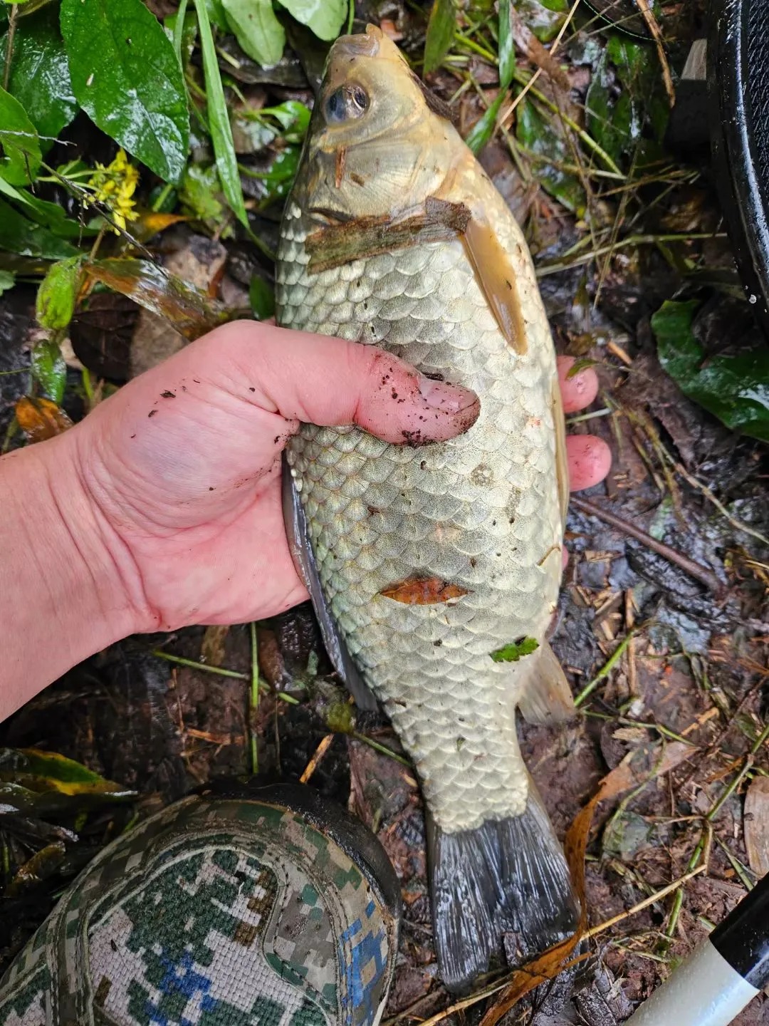 秋冬野钓季！谁还没解锁野生大板鲫？ · 图片 3