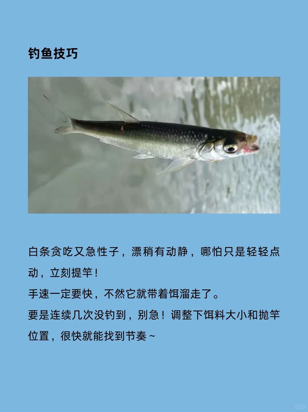 以前总觉得钓鱼是个技术活，直到开始钓白条，才发现原来新手也能体验疯狂连竿的快乐！😂 · 图片 4