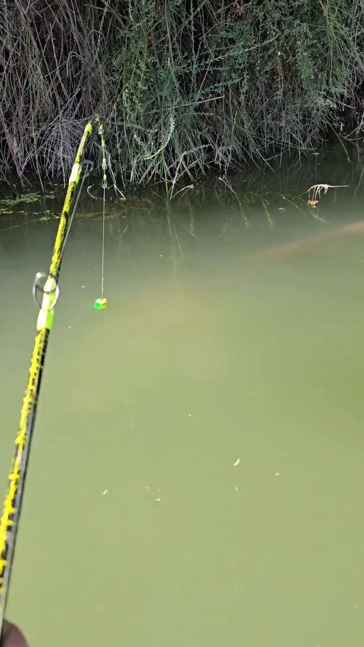 🎣 巨型鲶鱼现身！这鱼竿都快扛不住了！