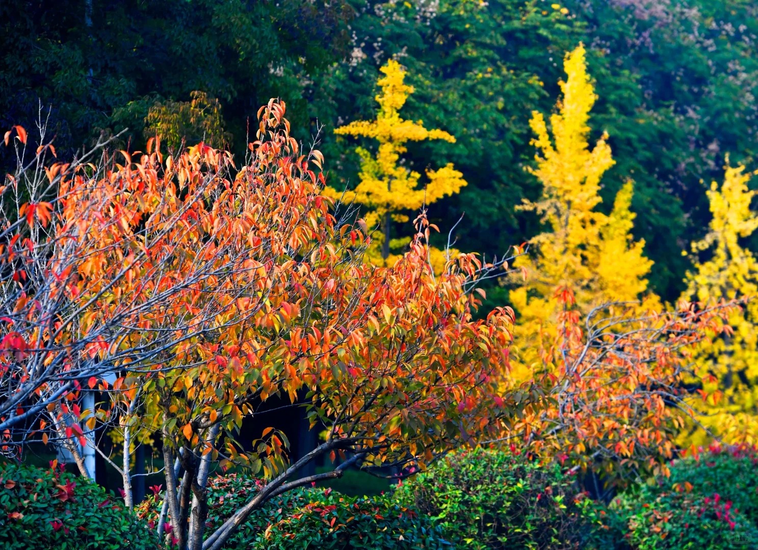 郑州秋日骑行封神路线🍂7条环湖沿河合集！ · 图片 3