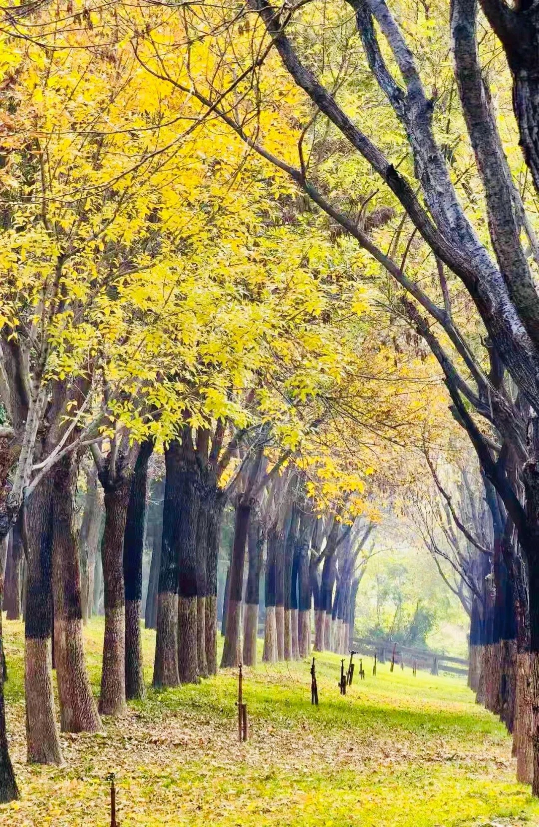 郑州秋日骑行封神路线🍂7条环湖沿河合集！ · 图片 6