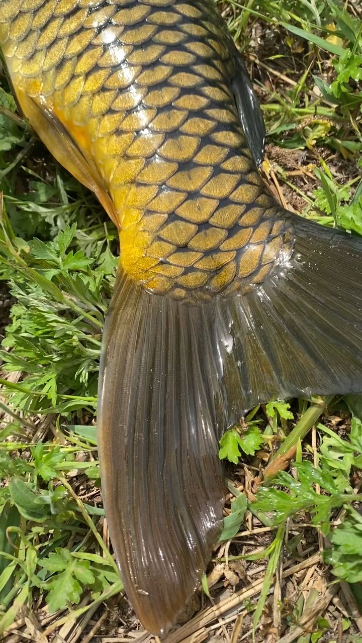 野钓鲤鱼