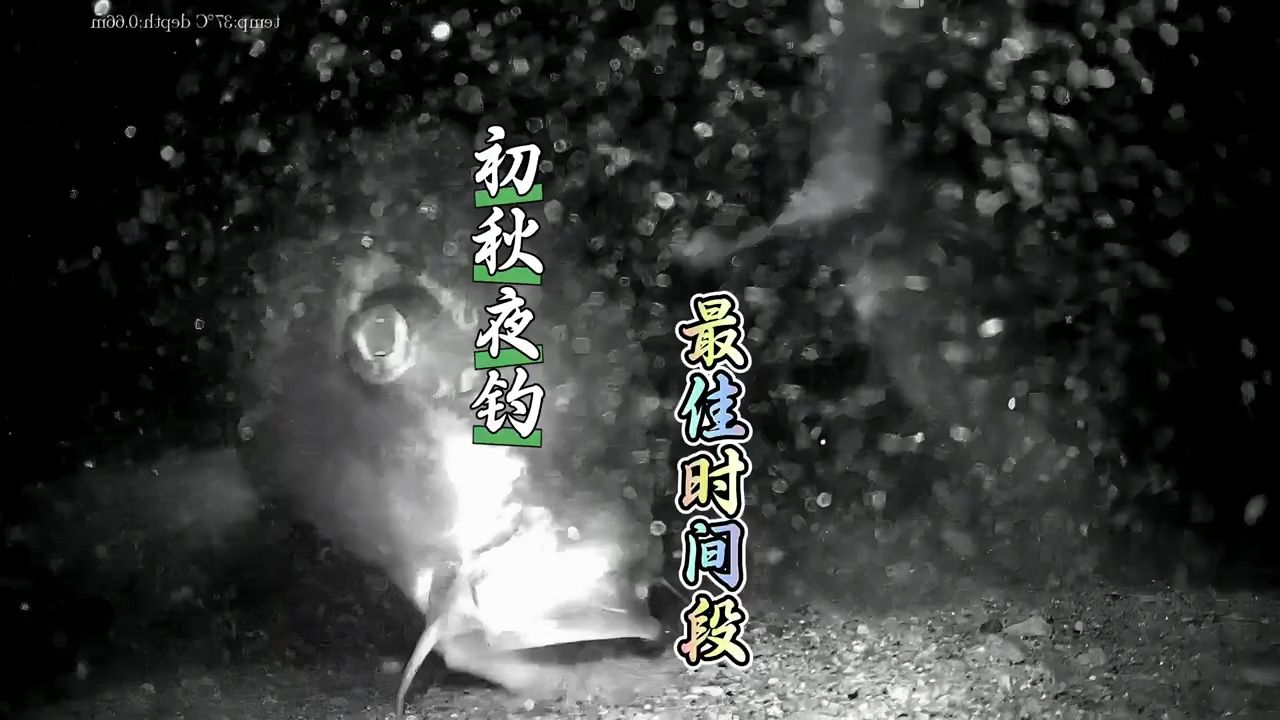 立秋后夜钓黄金时间来了！别再傻等一晚上