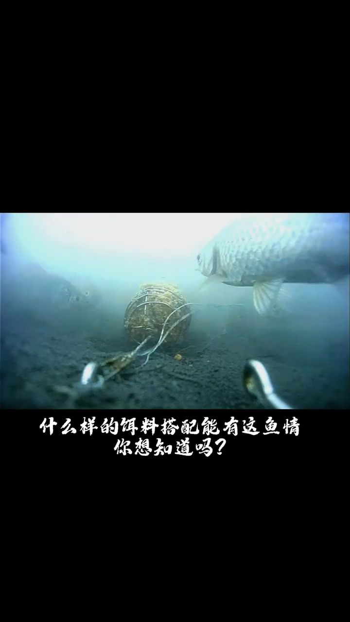 中秋野钓鲫鱼！这套饵料搭配值得试试🔥
