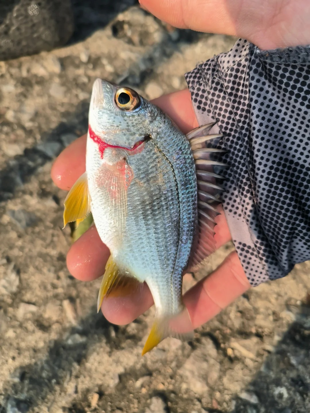 还是这里钓鱼爽！东江野钓真的太上头了🐟 · 图片 3