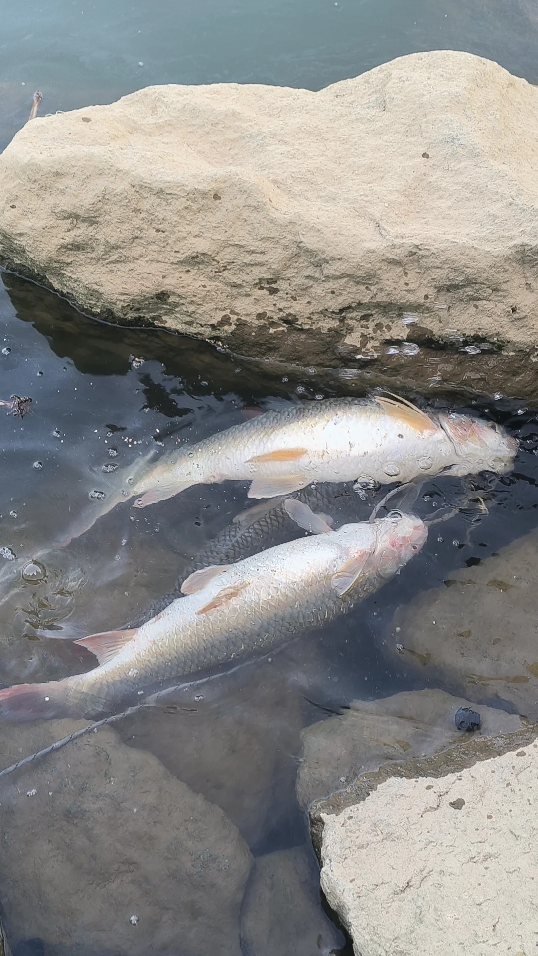 还是这里钓鱼爽！东江野钓真的太上头了🐟 · 图片 2