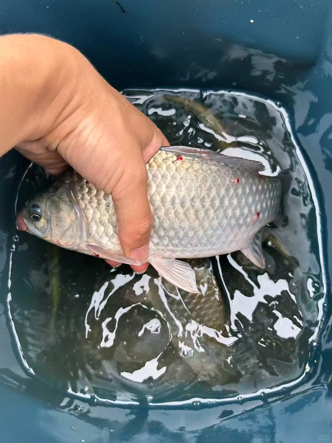 夏季野河钓鱼攻略来喽~🐟 · 图片 7