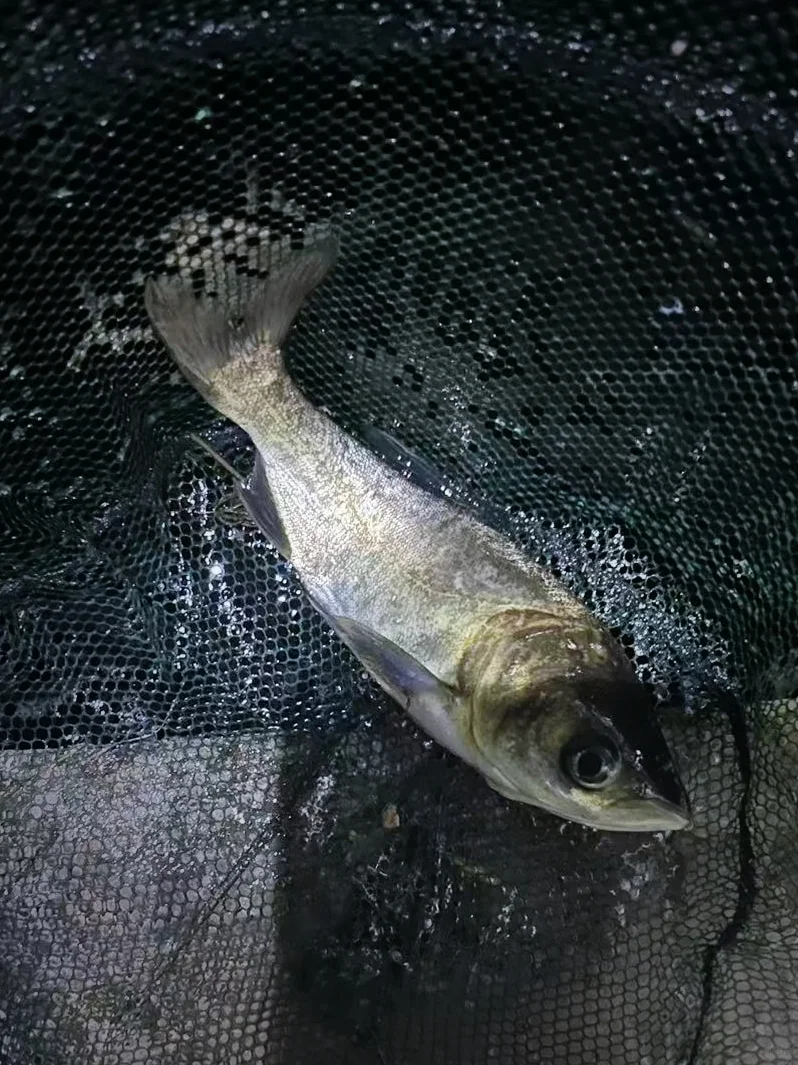夏季野河钓鱼攻略来喽~🐟 · 图片 6