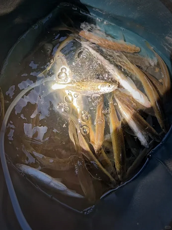 夏季野河钓鱼攻略来喽~🐟 · 图片 2