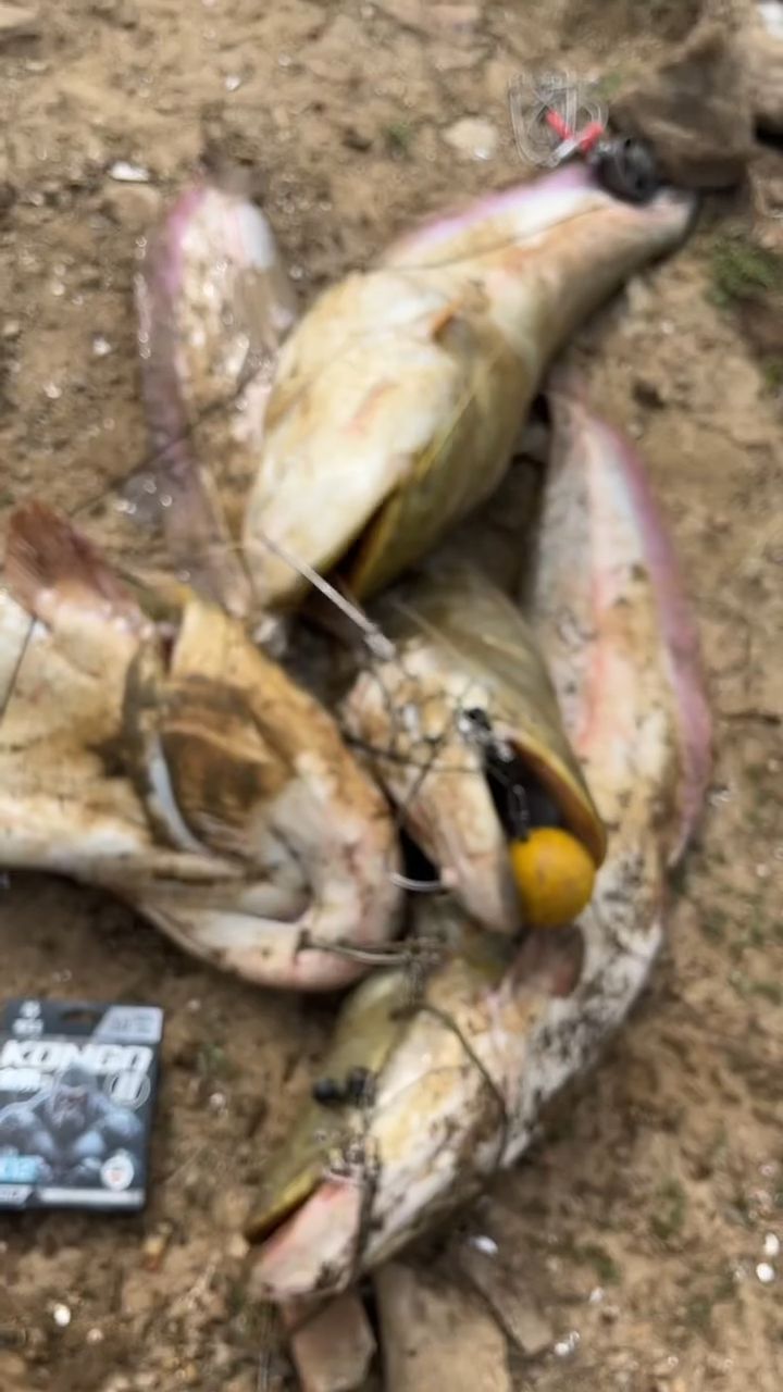 谁懂啊！这波巨物局直接拉爆了