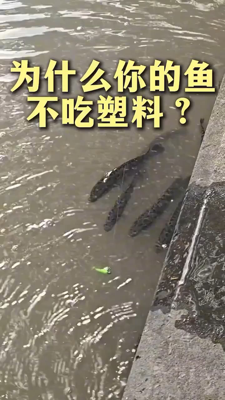 路亚装备怎么搭？🎣这一期全是硬核干货！