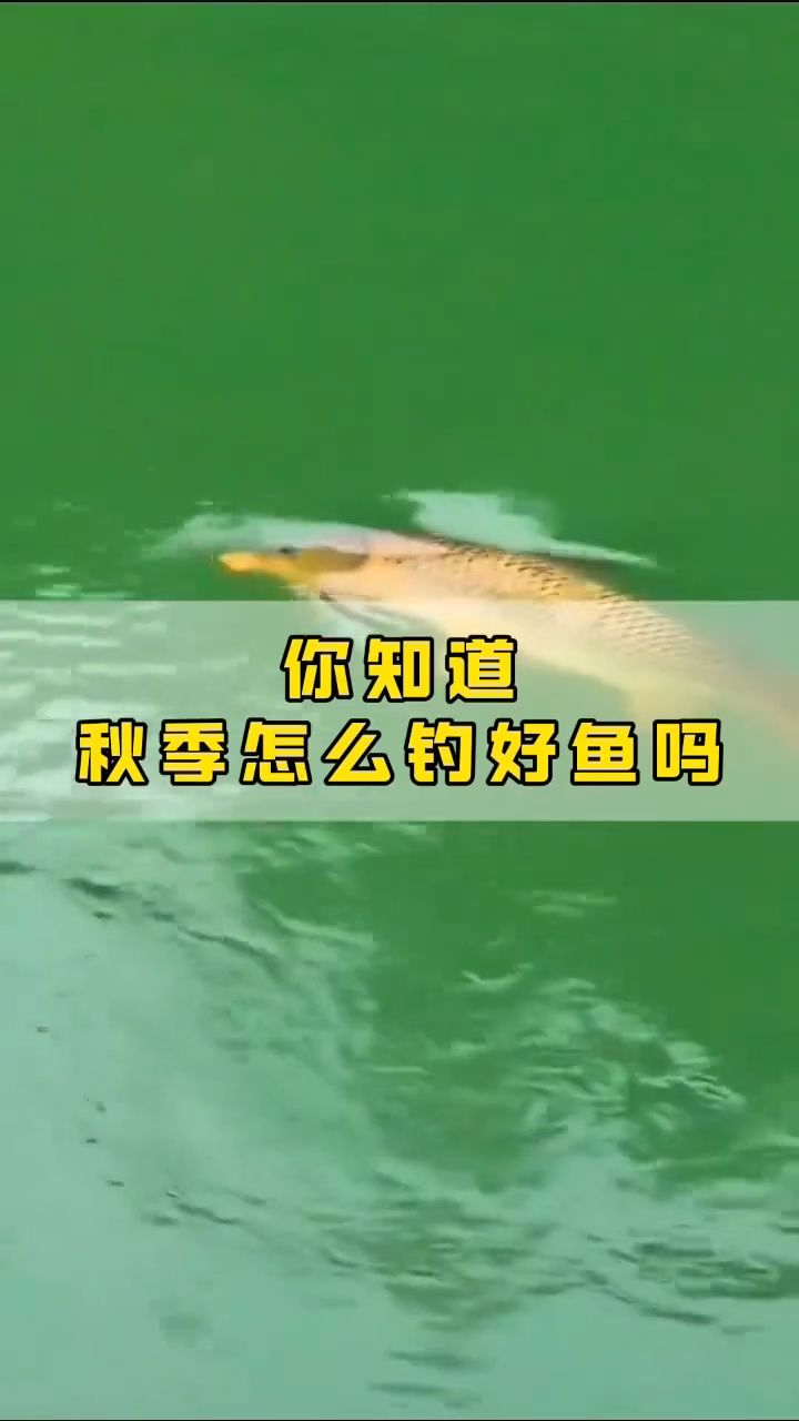 秋天钓鱼别乱钓！掌握这6个技巧，鱼口可能越来越好！