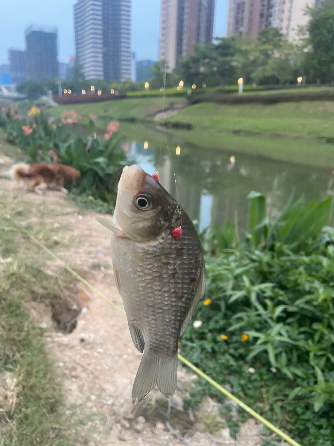 公园小物钓，往往比想象中更有惊喜 · 图片 3