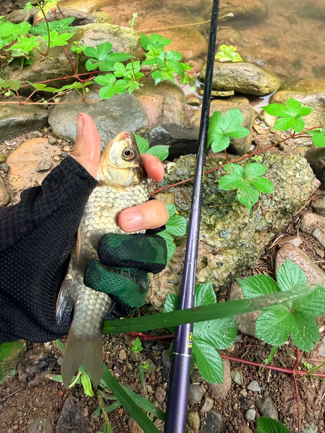 兄弟们快出来钓鱼，后河出溪石斑了哟🐟 · 图片 4