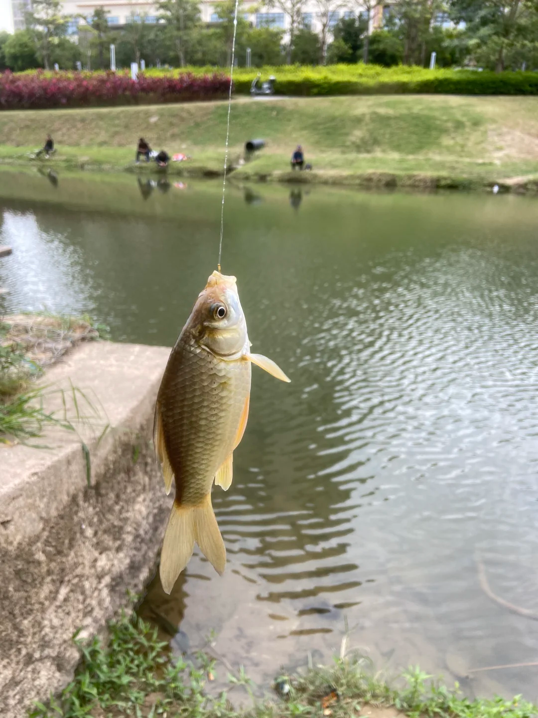 公园小物钓，往往比想象中更有惊喜