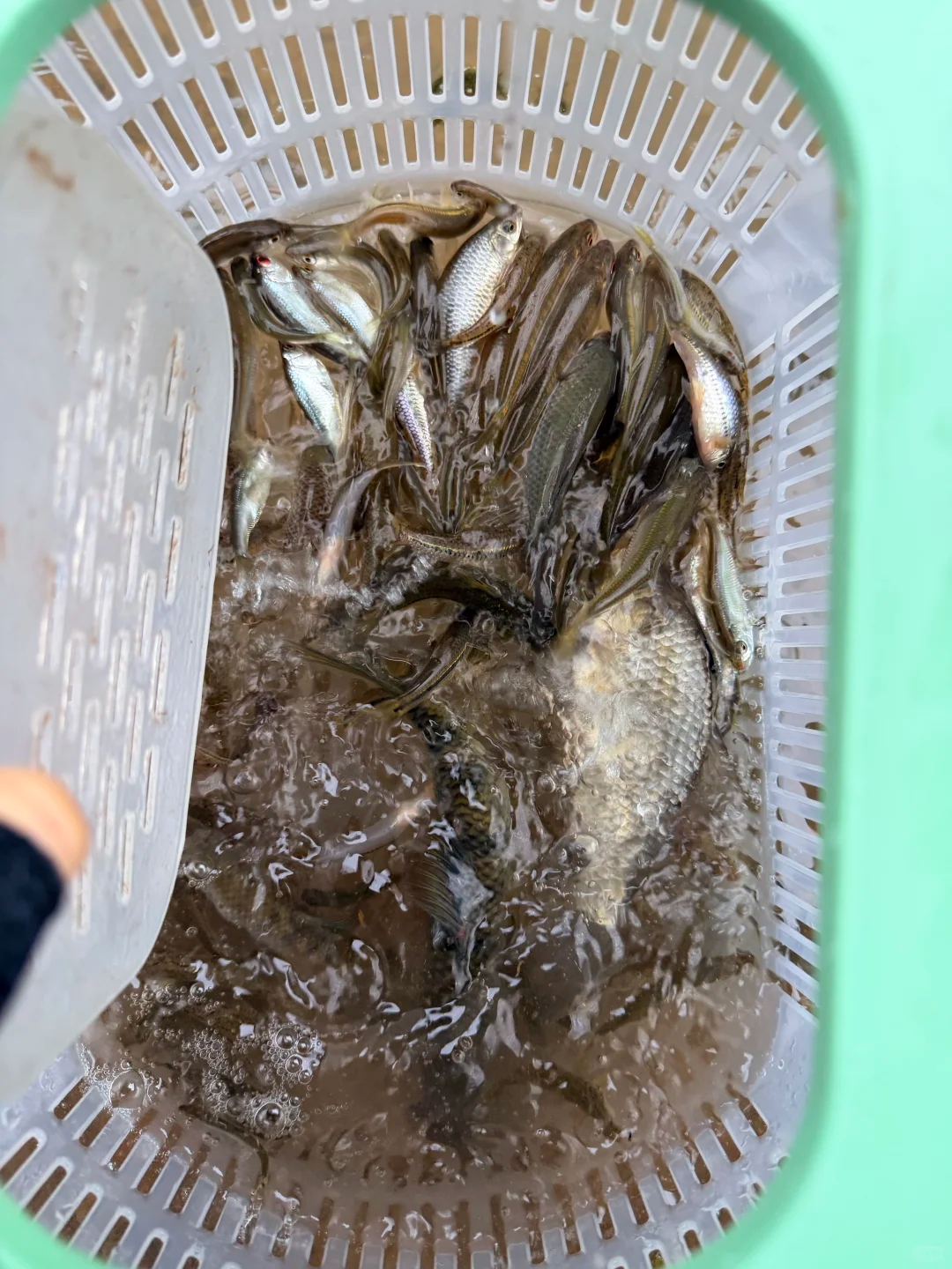 兄弟们快出来钓鱼，后河出溪石斑了哟🐟 · 图片 6
