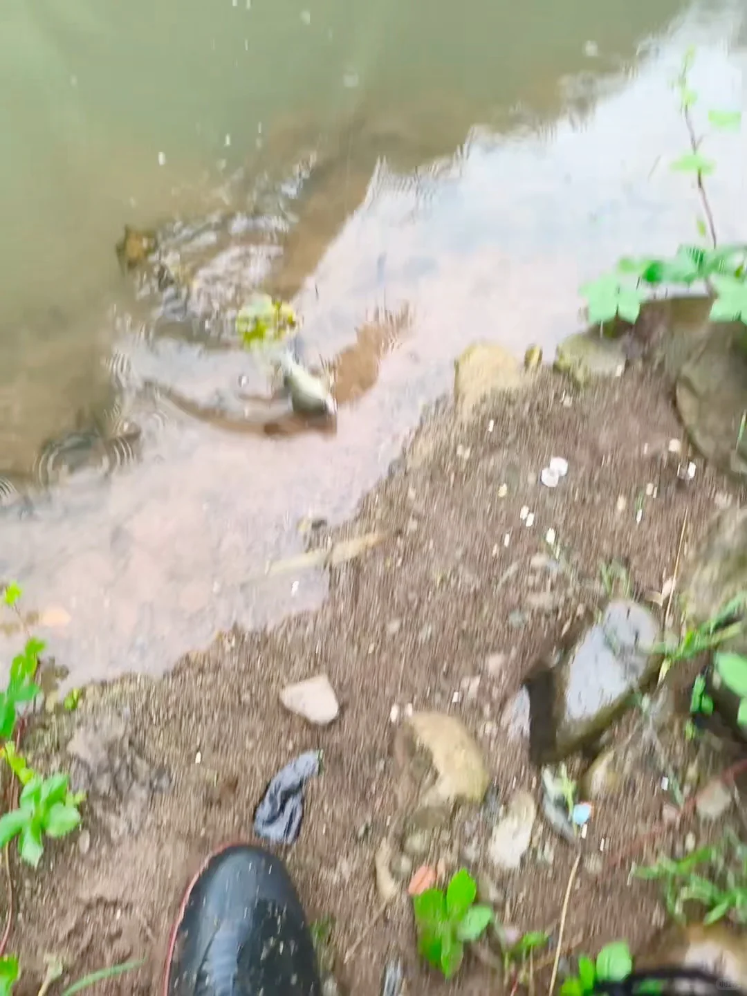 兄弟们快出来钓鱼，后河出溪石斑了哟🐟 · 图片 2