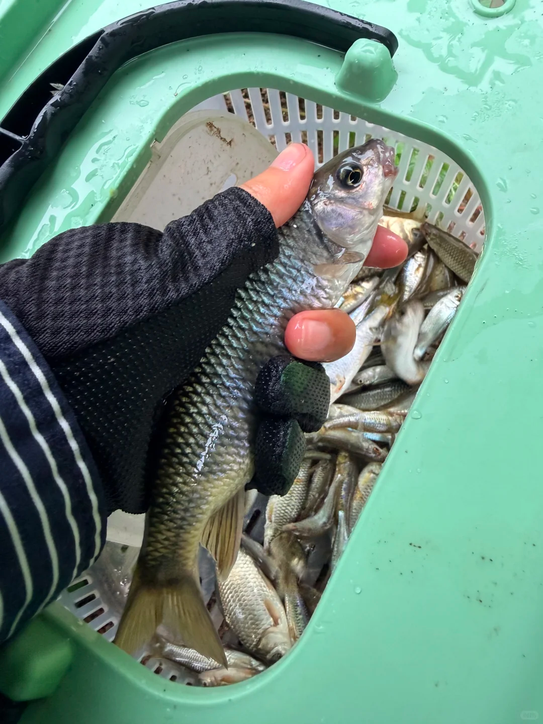 兄弟们快出来钓鱼，后河出溪石斑了哟🐟 · 图片 5