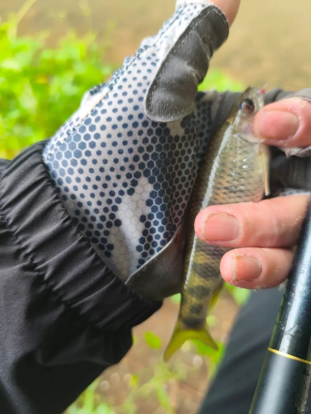 兄弟们快出来钓鱼，后河出溪石斑了哟🐟 · 图片 3